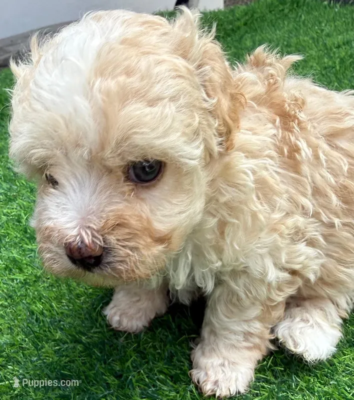 Perla – Maltipoo puppy for sale in Homestead, FL