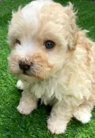 Perla, a female Maltipoo for sale in Homestead, FL – 3 of 3