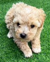 Perla, a female Maltipoo for sale in Homestead, FL – 2 of 3