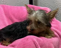 Lexie, a female Yorkshire Terrier for sale in Homestead, FL – 3 of 3