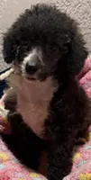 Emma, a female Poodle - Toy  for sale in Homestead, FL – 2 of 3