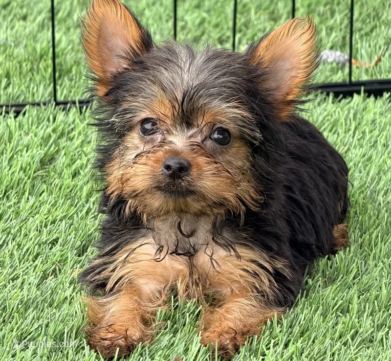 Kitty – Yorkshire Terrier puppy for sale in Homestead, FL