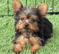 Kitty, a female Yorkshire Terrier for sale in Homestead, FL – 1 of 3