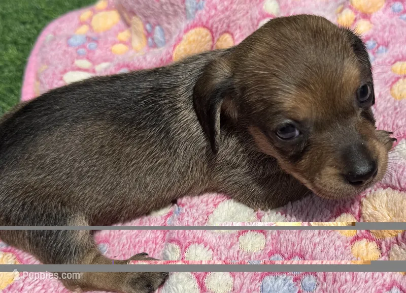 DANA – Miniature Dachshund puppy for sale in Homestead, FL
