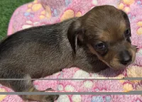 DANA, a female Miniature Dachshund for sale in Homestead, FL – 1 of 3