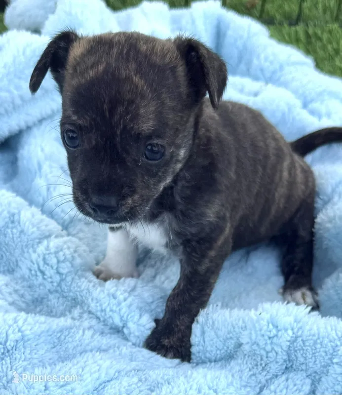 Toby – Chihuahua puppy for sale in Homestead, FL