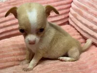 Baby, a female Chihuahua for sale in Homestead, FL – Photo 4 of 4