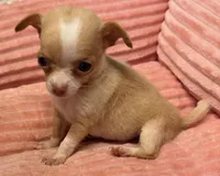 Baby, a female Chihuahua for sale in Homestead, FL – Photo 3 of 4