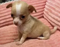 Baby, a female Chihuahua for sale in Homestead, FL – Photo 1 of 4