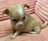 Baby, a female Chihuahua for sale in Homestead, FL – Photo 2 of 4