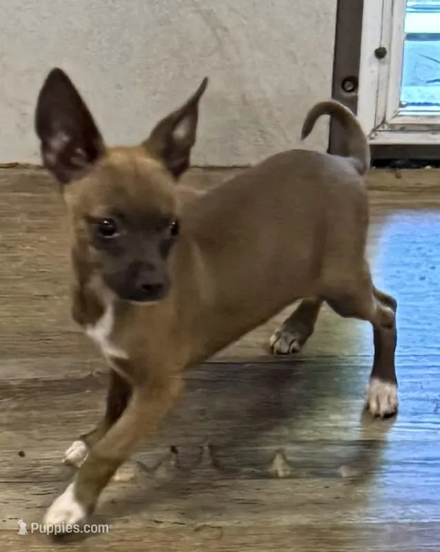 Bronze – Chihuahua puppy for sale in Homestead, FL