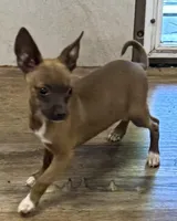 Bronze, a  Chihuahua for sale in Homestead, FL – Photo 1 of 3