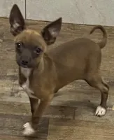 Bronze, a  Chihuahua for sale in Homestead, FL – Photo 2 of 3