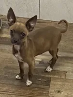 Bronze, a  Chihuahua for sale in Homestead, FL – Photo 3 of 3