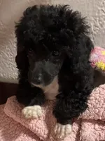 Angie, a female Poodle - Toy  for sale in Homestead, FL – 4 of 4