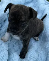 Toby, a male Chihuahua for sale in Homestead, FL – 4 of 4