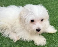 Gideon, a male Maltese for sale in Homestead, FL – 2 of 4