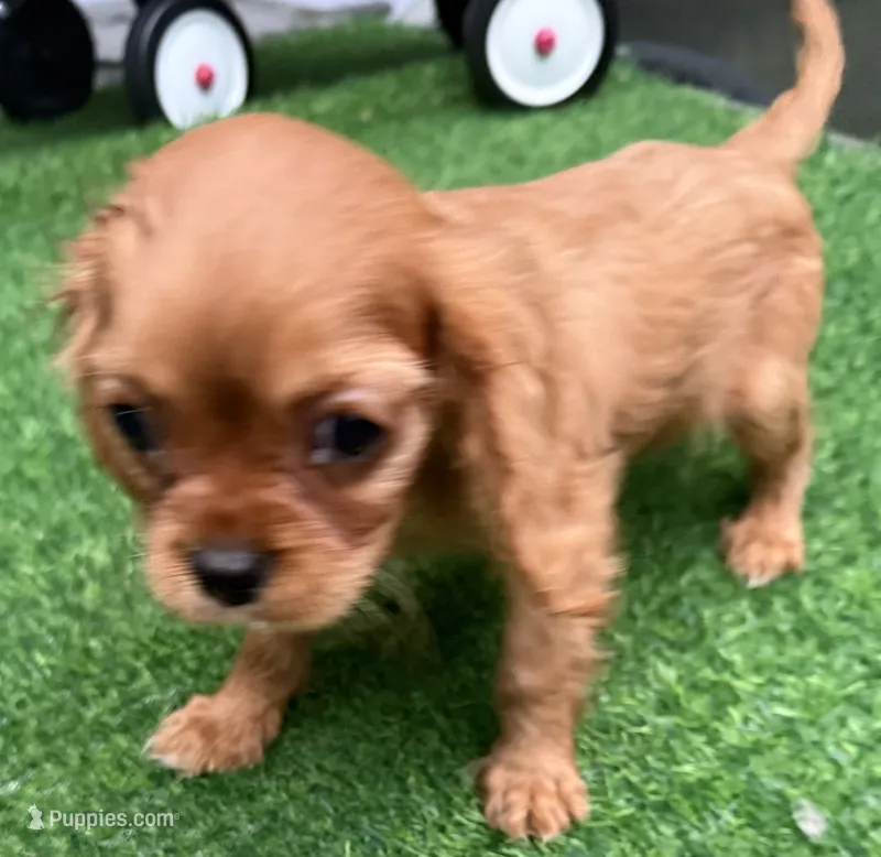 Reese – Cavalier King Charles Spaniel puppy for sale in Homestead, FL