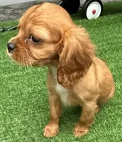 Rosie, a female Cavalier King Charles Spaniel for sale in Homestead, FL – 3 of 3