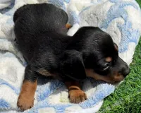 DAX, a male Miniature Dachshund for sale in Homestead, FL – 1 of 4