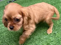 Reese, a female Cavalier King Charles Spaniel for sale in Homestead, FL – 3 of 3