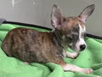 Tucker, a male Chihuahua for sale in Homestead, FL – 4 of 4