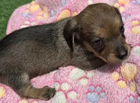DANA, a female Miniature Dachshund for sale in Homestead, FL – 3 of 3