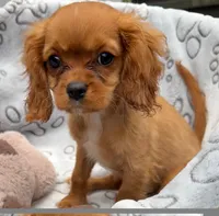 Lily, a female Cavalier King Charles Spaniel for sale in Homestead, FL – 5 of 5