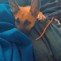 King  free , a male German Shepherd Dog for sale in Hampton, FL – Photo 2 of 4