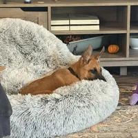 King  free , a male German Shepherd Dog for sale in Hampton, FL – Photo 3 of 4