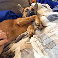 King  free , a male German Shepherd Dog for sale in Hampton, FL – Photo 4 of 4