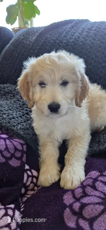 Ezri – Goldendoodle puppy for sale in Carmel, ME