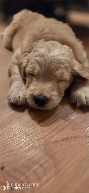 Waldo – Goldendoodle puppy for sale in Carmel, ME