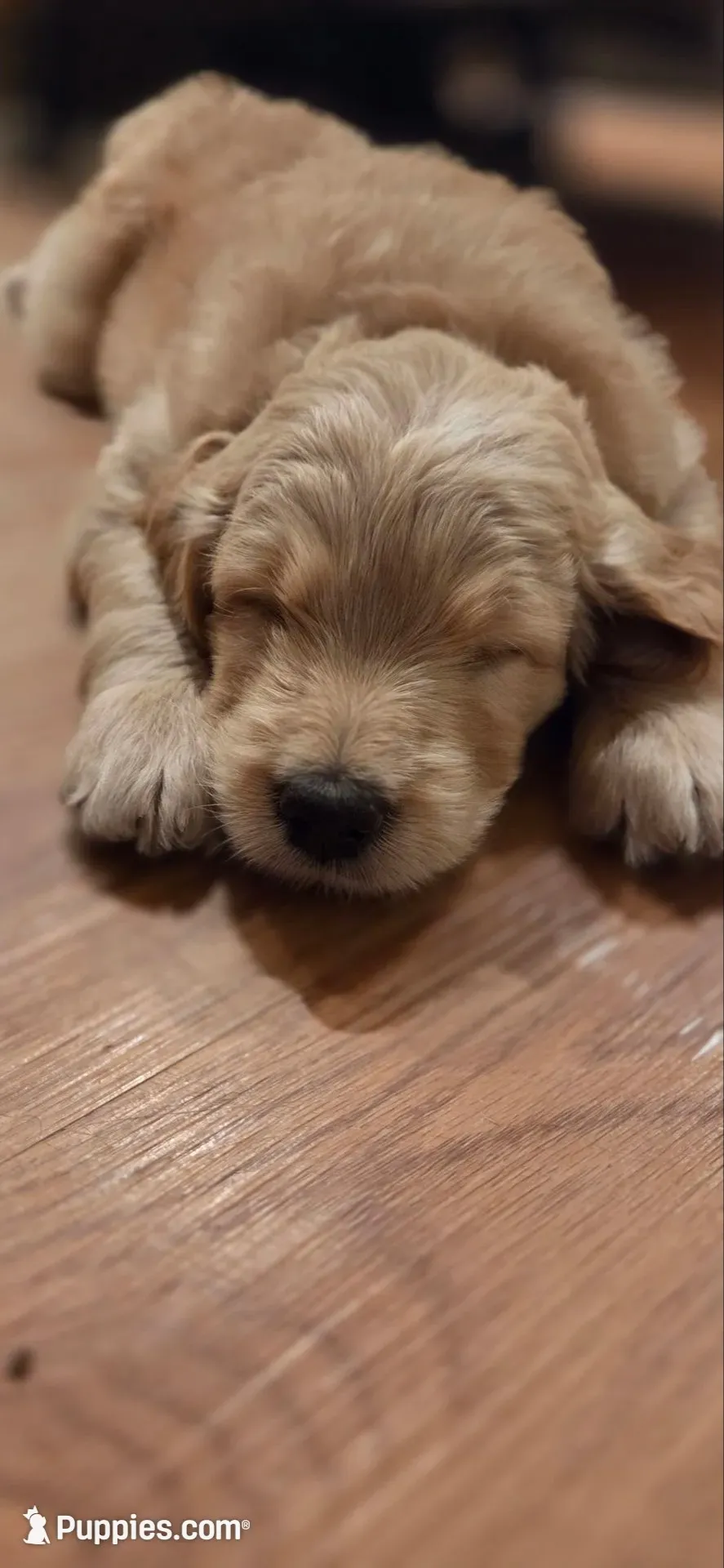 Waldo, a male Goldendoodle for sale in Carmel, ME – 1 of 4