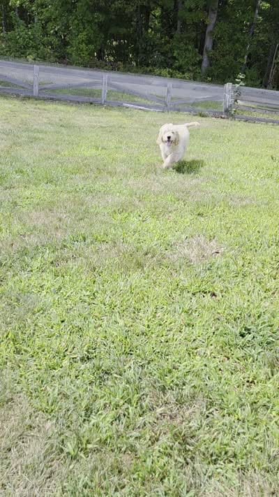Waldo, a male Goldendoodle for sale in Carmel, ME – 4 of 4