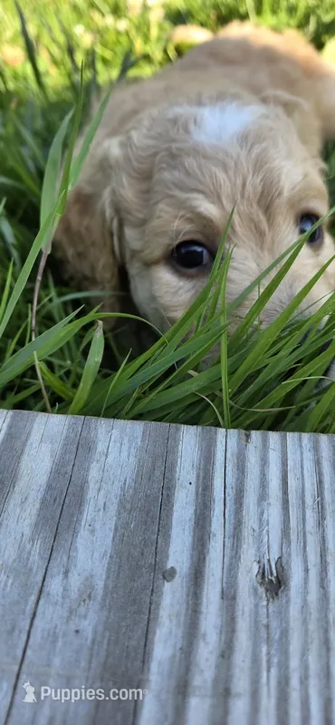 Appa – Goldendoodle puppy for sale in Carmel, ME
