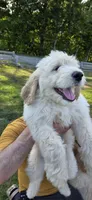 Angus, a male Goldendoodle for sale in Carmel, ME – 6 of 8