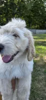 Angus, a male Goldendoodle for sale in Carmel, ME – 3 of 8