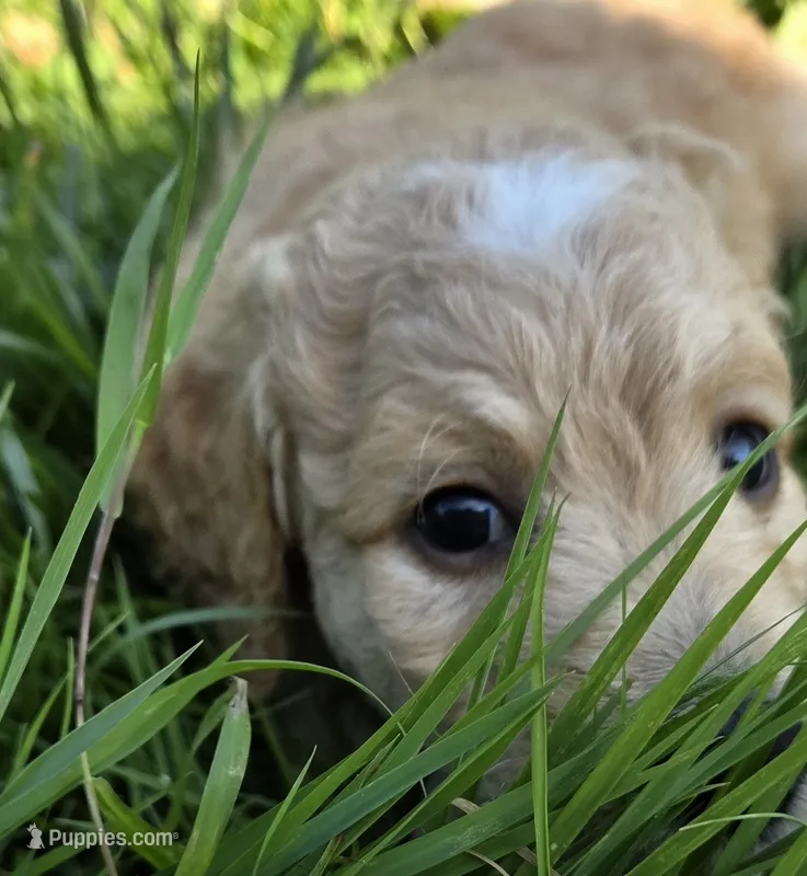 Appa – Goldendoodle puppy for sale in Carmel, ME