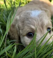 Appa, a male Goldendoodle for sale in Carmel, ME – 1 of 6