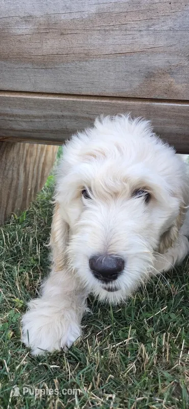 Angus – Goldendoodle puppy for sale in Carmel, ME