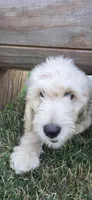 Angus, a male Goldendoodle for sale in Carmel, ME – 1 of 8