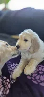 Ezri, a female Goldendoodle for sale in Carmel, ME – 3 of 4