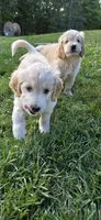 Ezri, a female Goldendoodle for sale in Carmel, ME – 2 of 4
