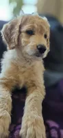 Appa, a male Goldendoodle for sale in Carmel, ME – 3 of 3