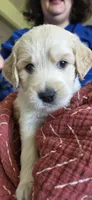 Angus, a male Goldendoodle for sale in Carmel, ME – 2 of 8