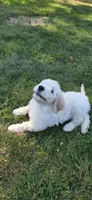 Angus, a male Goldendoodle for sale in Carmel, ME – 5 of 8