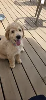 Appa, a male Goldendoodle for sale in Carmel, ME – 4 of 6