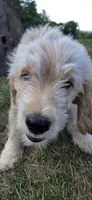 Waldo, a male Goldendoodle for sale in Carmel, ME – 2 of 4