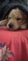 Appa, a male Goldendoodle for sale in Carmel, ME – 2 of 3